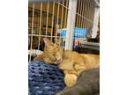 Adopt Marbles a Orange or Red (Mostly) Domestic Shorthair (short coat) cat in