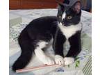 Adopt Que a Black & White or Tuxedo Domestic Shorthair (short coat) cat in