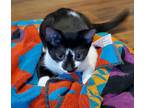 Adopt Vee a Black & White or Tuxedo Domestic Shorthair (short coat) cat in