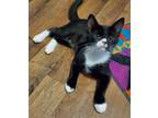 Adopt Jamie a Black & White or Tuxedo Domestic Shorthair (short coat) cat in