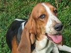 Adopt Tessa a Basset Hound / Mixed dog in Salt Lake City, UT (38954437)