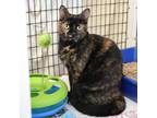 Adopt Noel a Domestic Shorthair / Mixed (short coat) cat in Ewing, NJ (38954466)