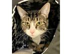 Adopt Luna a Domestic Shorthair / Mixed (short coat) cat in Ewing, NJ (39007777)