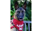 Adopt Logan a Brown/Chocolate - with Black Belgian Malinois / Mixed dog in