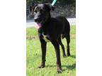 Adopt Bones 38089 a Black - with White Labrador Retriever / Mixed dog in