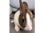 Adopt Chonk a Dutch / Mixed (short coat) rabbit in Scotts Valley, CA (39066743)