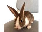 Adopt Shilo a Dutch / Mixed (short coat) rabbit in Scotts Valley, CA (39066741)