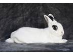 Adopt Racer a Other/Unknown / Mixed (short coat) rabbit in Scotts Valley