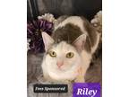 Adopt Riley a Domestic Shorthair / Mixed (short coat) cat in Aurora