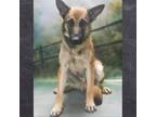Adopt Keco a Brown/Chocolate German Shepherd Dog / Belgian Malinois / Mixed dog