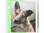 Adopt Ranger a White - with Tan, Yellow or Fawn Australian Cattle Dog / Mixed