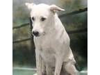 Adopt Casper a White - with Tan, Yellow or Fawn Labrador Retriever / Blue Heeler