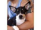Adopt Axl a Tricolor (Tan/Brown & Black & White) Corgi / Mixed dog in