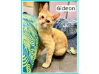 Adopt Gideon (FCID# 04/10/2024 - 27 Brookhaven PS) C a Tabby