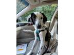 Adopt Sprite a White - with Black Border Collie / Whippet / Mixed dog in