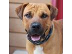 Adopt Biscotti a Tan/Yellow/Fawn Labrador Retriever / Mixed Breed (Medium) /