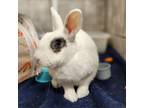 Adopt SCARLETT JOHOPSSON a American / Mixed rabbit in Las Vegas, NV (38944689)