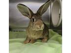 Adopt VENETIAN a American / Mixed rabbit in Las Vegas, NV (38918450)