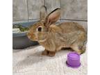 Adopt ARIA a American / Mixed rabbit in Las Vegas, NV (38918449)
