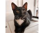 Adopt BAGEL a All Black Domestic Shorthair / Mixed (short coat) cat in San