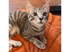 Adopt PITA a Gray or Blue Domestic Shorthair / Mixed (short coat) cat in San