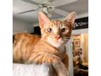 Adopt BRIOCHE a Orange or Red Domestic Shorthair / Mixed (short coat) cat in San