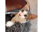 Adopt PRETZEL a Gray or Blue Domestic Shorthair / Mixed (short coat) cat in San