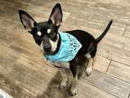 Adopt Ruby a Tan/Yellow/Fawn Labrador Retriever / Mixed dog in Houston
