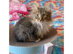 Adopt James a Gray or Blue Domestic Longhair / Mixed cat in Wichita