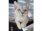 Adopt Sylvie a Cream or Ivory (Mostly) Domestic Shorthair / Mixed (short coat)