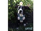 Adopt Gator a American Pit Bull Terrier / Mixed dog in Topeka, KS (38917873)