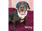 Adopt Benny a Cane Corso / Mixed dog in Gautier, MS (39051092)