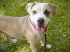 Adopt TANK a American Staffordshire Terrier, Mixed Breed