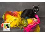 Adopt Evil-lyn a All Black Domestic Shorthair / Mixed cat in Salt Lake City