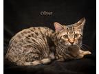Adopt Oliver a Domestic Shorthair / Mixed cat in Hot Springs Village