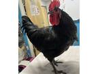 Adopt Roy The Rooster a Chicken bird in Escondido, CA (39002733)