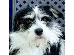Adopt Pipsqueak a Terrier (Unknown Type, Medium) / Mixed dog in Fort Davis