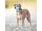 Adopt Stella a Tan/Yellow/Fawn Rhodesian Ridgeback / Mixed Breed (Medium) /