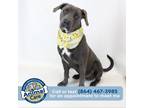 Adopt Parker a Gray/Silver/Salt & Pepper - with Black American Pit Bull Terrier
