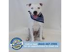 Adopt Benjamin a White - with Tan, Yellow or Fawn American Pit Bull Terrier /