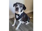 Adopt Tuxedo a Black - with White Beagle / Mixed dog in Ramona, CA (38964088)