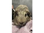 Adopt Bruno a Guinea Pig small animal in Oakland, NJ (39070603)