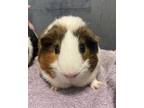 Adopt Alfonso a Guinea Pig small animal in Oakland, NJ (39070599)