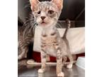 Adopt Odell a Gray or Blue Domestic Shorthair / Mixed (short coat) cat in