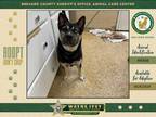 Adopt Cosmo a Mixed Breed