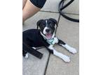 Adopt Chomp a Black - with White Great Pyrenees dog in Poplar Grove