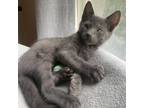 Adopt Dragonfly - ATL a Gray or Blue Domestic Shorthair / Mixed cat in New York