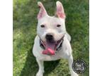 Adopt Gabby (FKA Gossip) a White - with Tan, Yellow or Fawn Terrier (Unknown