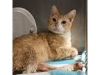 Adopt Sunny Park a Orange or Red Domestic Shorthair / Mixed cat in Austin