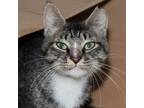 Adopt Eduardo a Domestic Shorthair / Mixed cat in Des Moines, IA (39071246)